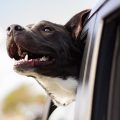 tips-to-help-your-dog-live-longer