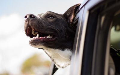 Tips to help your dog live longer