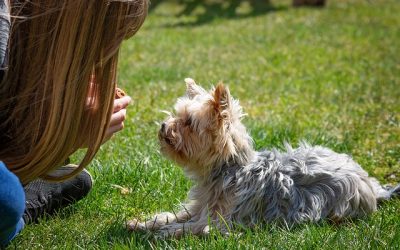 4 vital teaching lesson for your new puppy