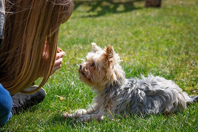 4 vital teaching lesson for your new puppy