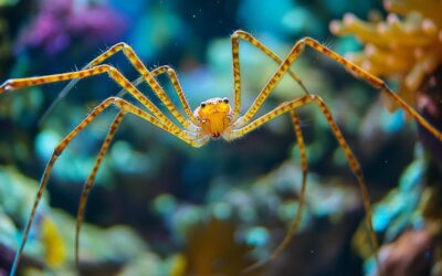 What is this four-letter sea spider everyone is talking about? Research insights into crab species diversity and their role in marine life conservation